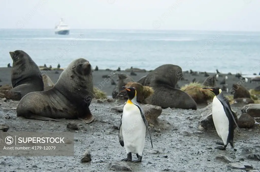 King Penguins and Fur  Seals at Right Whale Bay,   South Georgia two different species together
