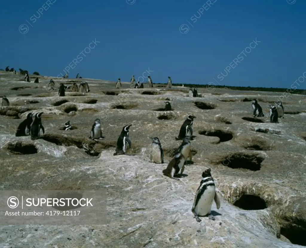Magellanic Penguin colony at Punta Tombo, Argentina, Patagonia, Provincia del
