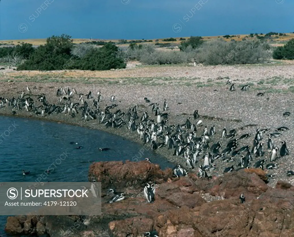 Magellanic Penguin Colony at Punta Tombo, largest in  Patagonia, Argentina