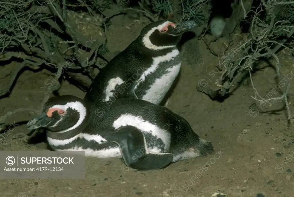 Magellanic Penguin Pair (Spheniscus magellanicus), Punta Tombo, Argentina