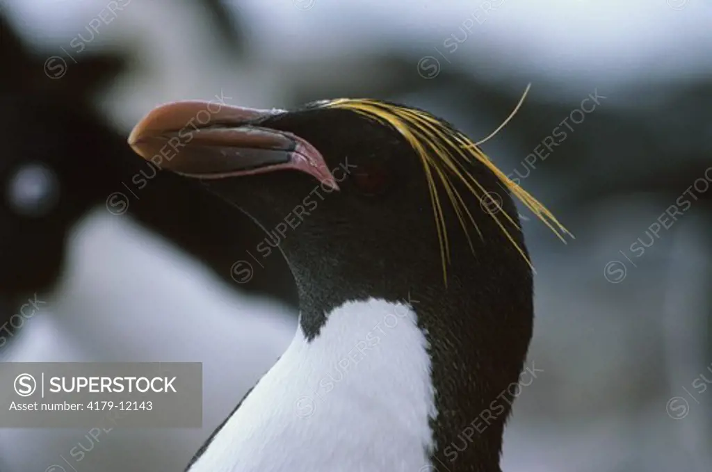 Macaroni Penguin (Eudytes chrysolophus) Antarctic Peninsula