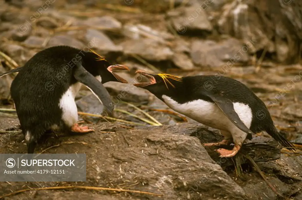 Macaroni Penguins (Eudyptes chrysolophus) fighting, South Georgia Islands