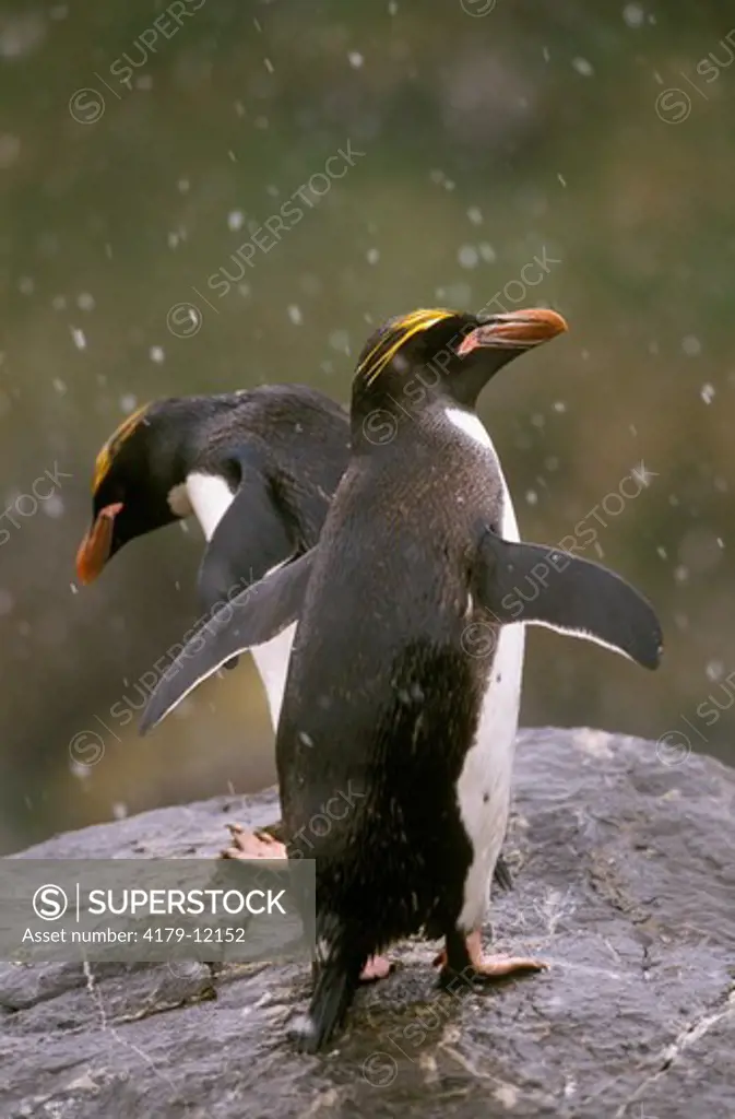 Macaroni Penguin (Eudyptes chrysolophus) in snow. So. Georgia Island