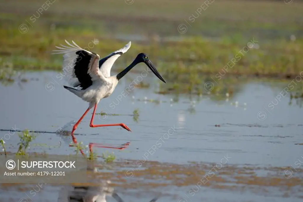 Black-necked Stork (=Jabiru) (Ephippiorhynchus asiaticus), adult female chasing prey, Yellow Water, Kakadu National Park, Northern Territory, Australia.