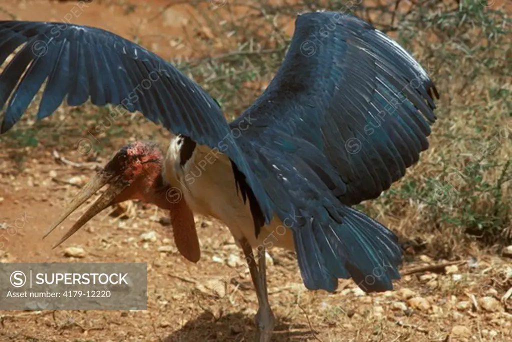 Marabou Stork Wings Spread (Leptoptilos crumeniferus) Tsavo NP - Kenya Kenya