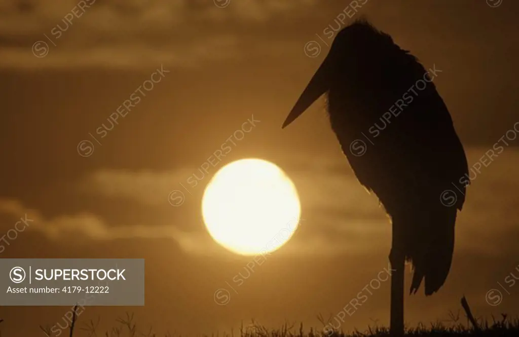 Marabou Stork at sunrise (Leptoptilos crumeniferus) Busch Gardens, Tampa Bay, Florida Scavenger Range: Africa
