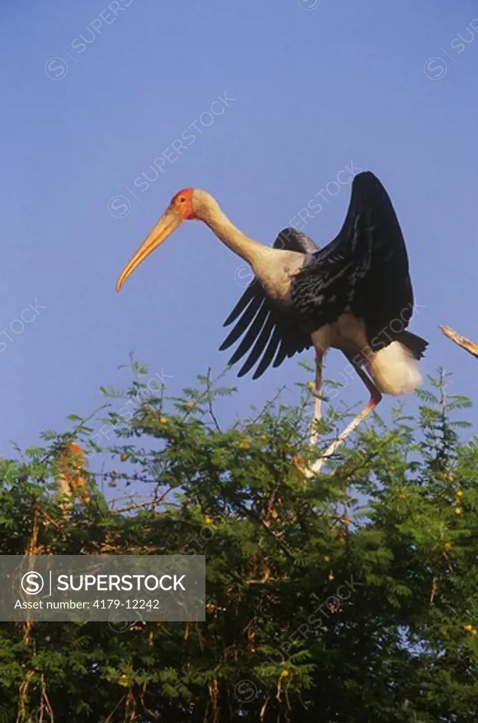 Painted Stork (Ibis leucocephalus)