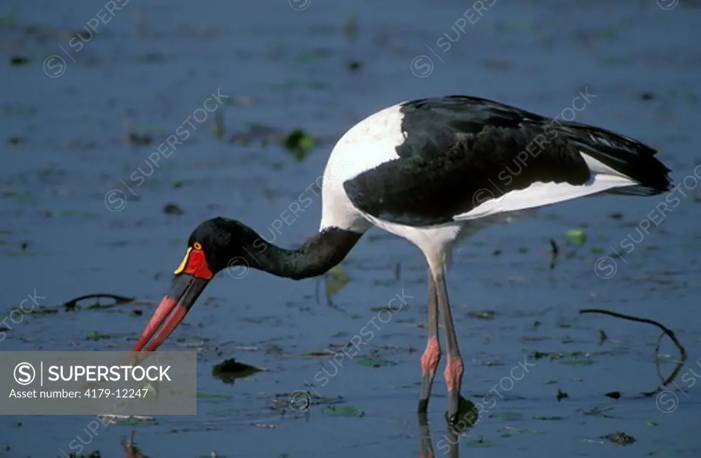 Saddlebill Stork (Ephippiorhynchus senegalensis), Nairobi National Park, Kenya