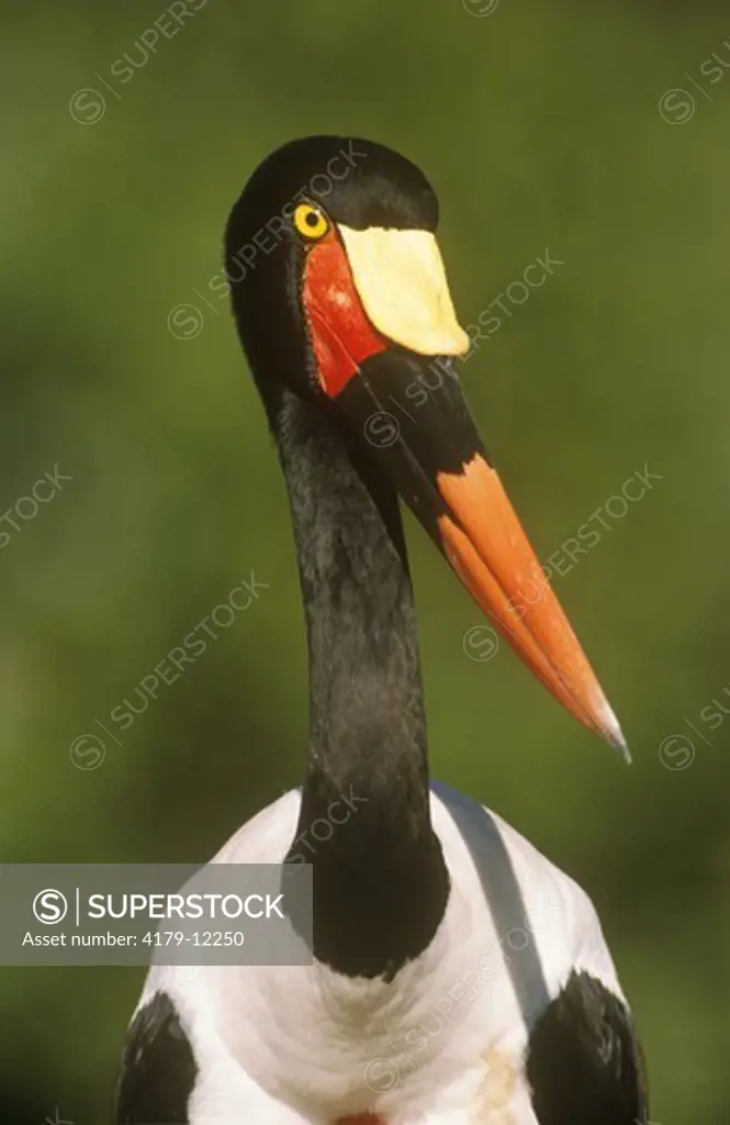 Saddlebilled Stork (Ephippiorhynchus senegalensis) tropical Africa