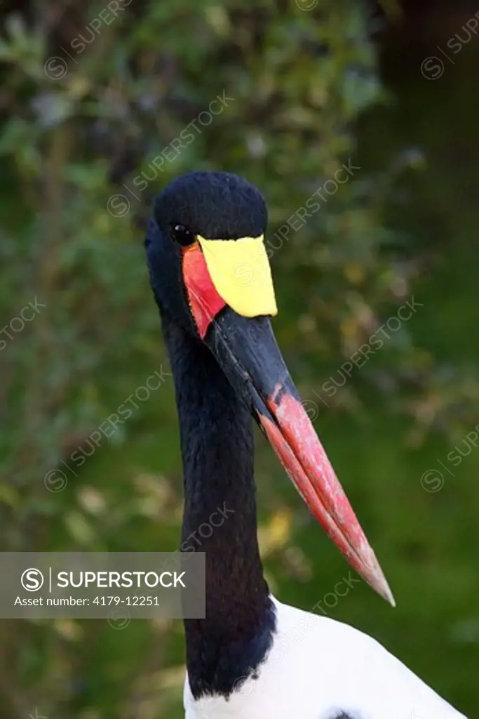 Saddle-billed Stork (Ephippiorhynchus senegalensis) Kenya