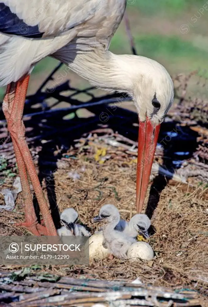 White Stork (Ciconia Ciconia) With Chicks And Eggs