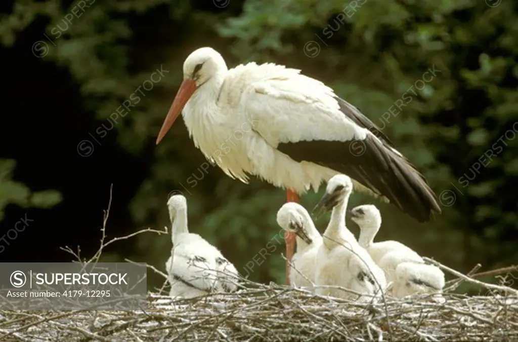 European White Stork with Young in Nest (C. ciconia)