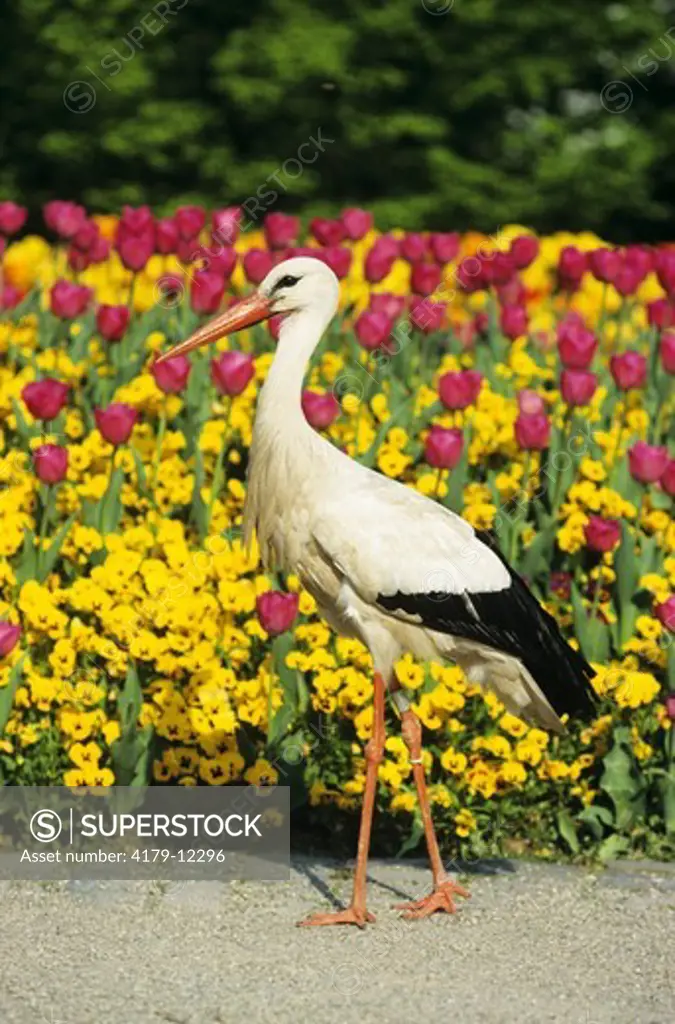 European White Stork (C. ciconia) in colorful Flower Garden