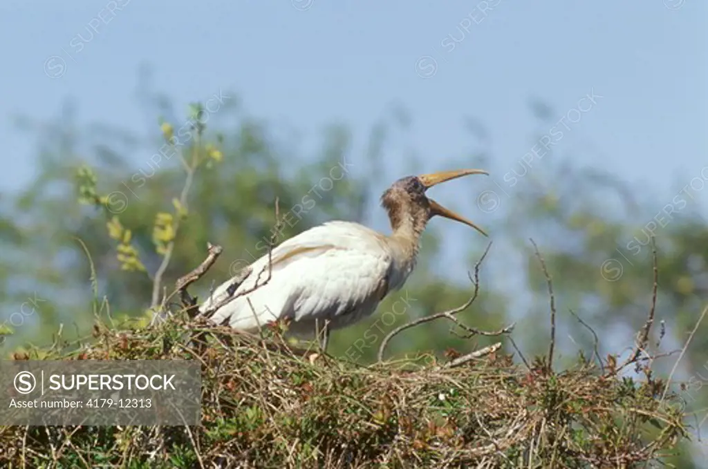 Wood Stork (Mycteria americana), immature, Everglades NP, FL