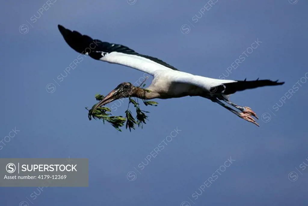 Wood Stork (Mycteria americana), in flight, FL