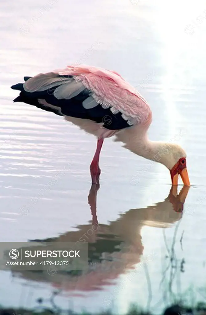 Yellow-Billed Stork (Mycteria ibis) Feeding in shallow water in a small dam. Nairobi National Park Kenya Africa