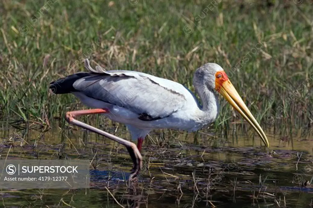 Yellow-billed Stork (Mycteria ibis), hunting in shallow water, Okavango, Maun, Botswana