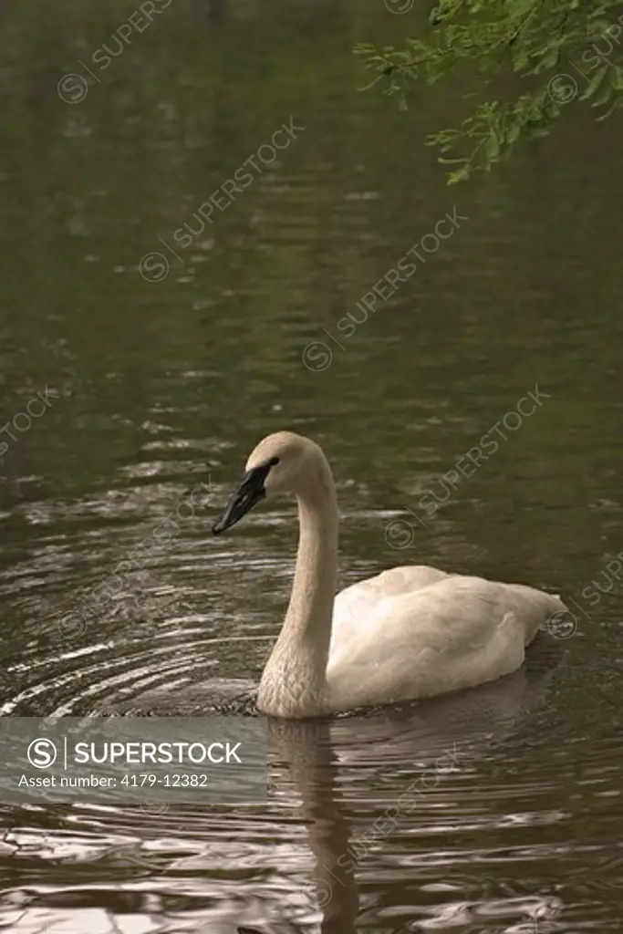 Whistling Swan (Cygnus columbianus) Swan Lake-Iris Gardens   Sumter,SC, SOuth Carolina   2007   Digital capture