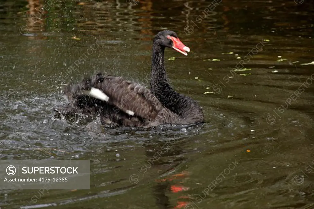 Black Swan (Cygnus atratus) Adult in water cleaning feathers, Australia