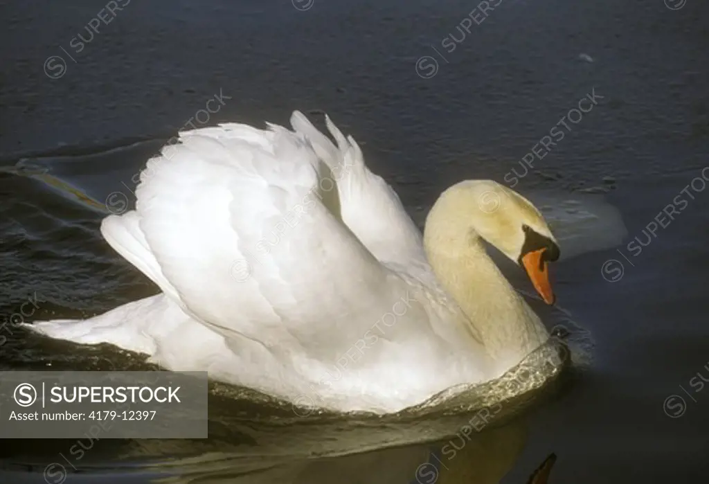 Mute Swan (Cygnus olor), Central Park, New York City, NY