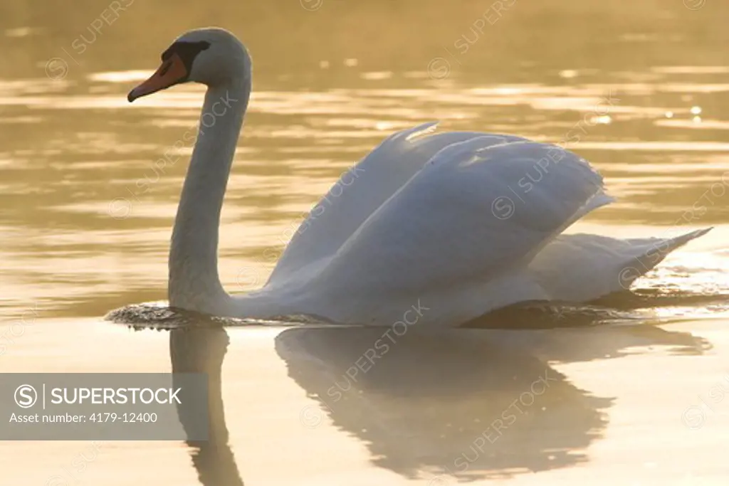 Mute Swan (Cygnus olor) Biebrza Marshes, Poland