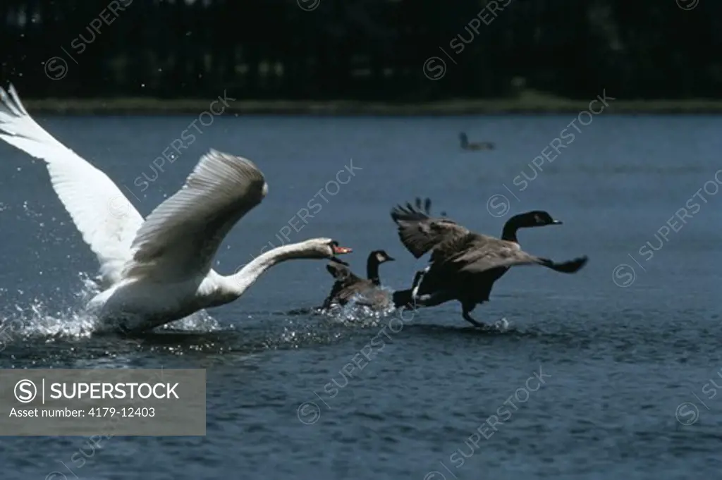 Mute Swan (Cygnus olor) Chasing Canada Goose