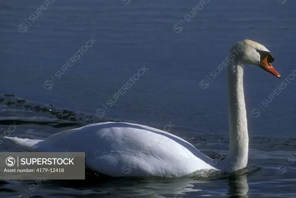 Mute Swan swimming in icy Lake, Charlevoix, MI