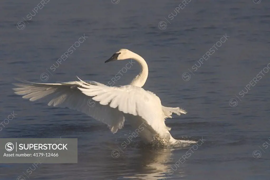 Trumpeter Swan flapping its wings. (Cygnus buccinator), Mississippi River near Monticello, Minnesota. Late January.