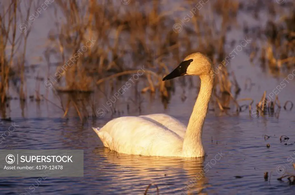 Trumpeter Swan swimming (Cygnus buccinator) in sun Crex Meadows SWA - Wisconsin