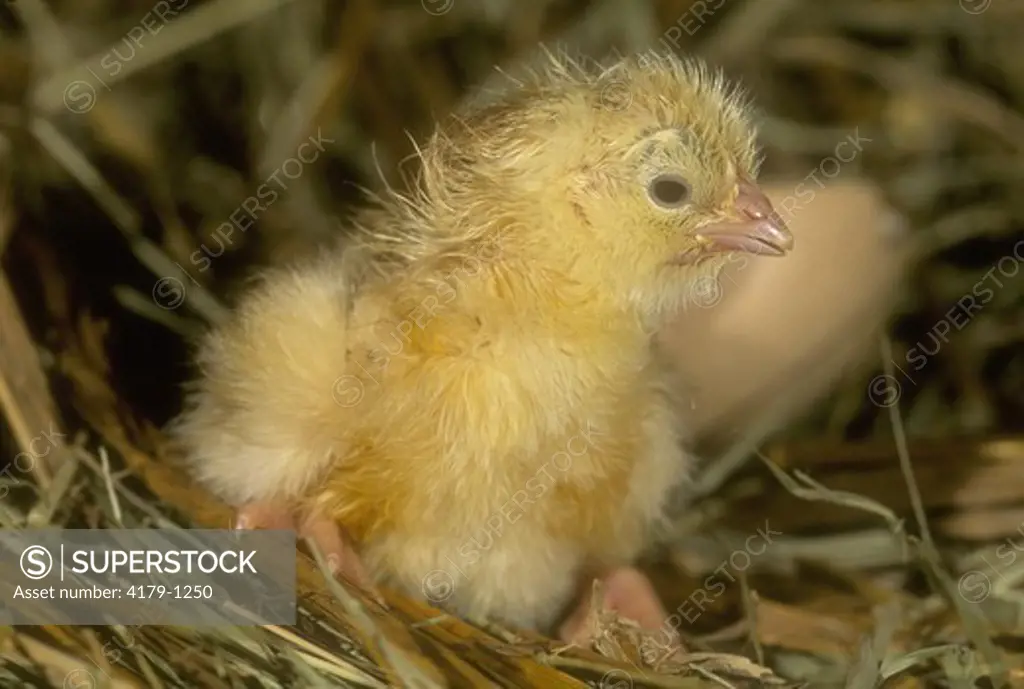 Baby Chicken (Chick) Iowa