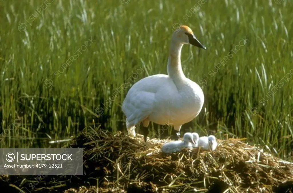Trumpeter Swan With Cygnets on Nest