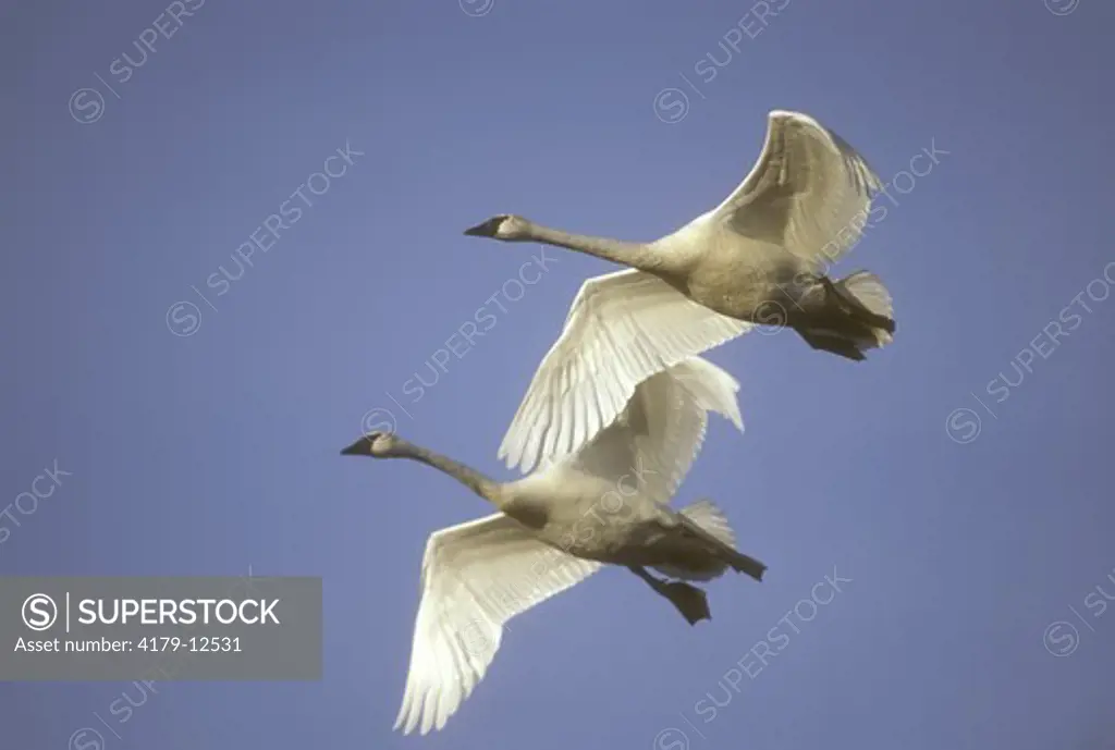 Trumpeter Swans in Flight (Cygnus buccinator), late February, Wright Co., MN