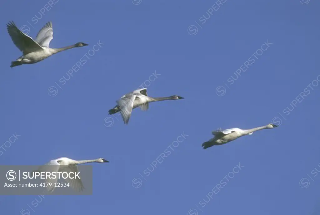 Trumpeter Swans in Flight (Cygnus buccinator), late February, Wright Co., MN