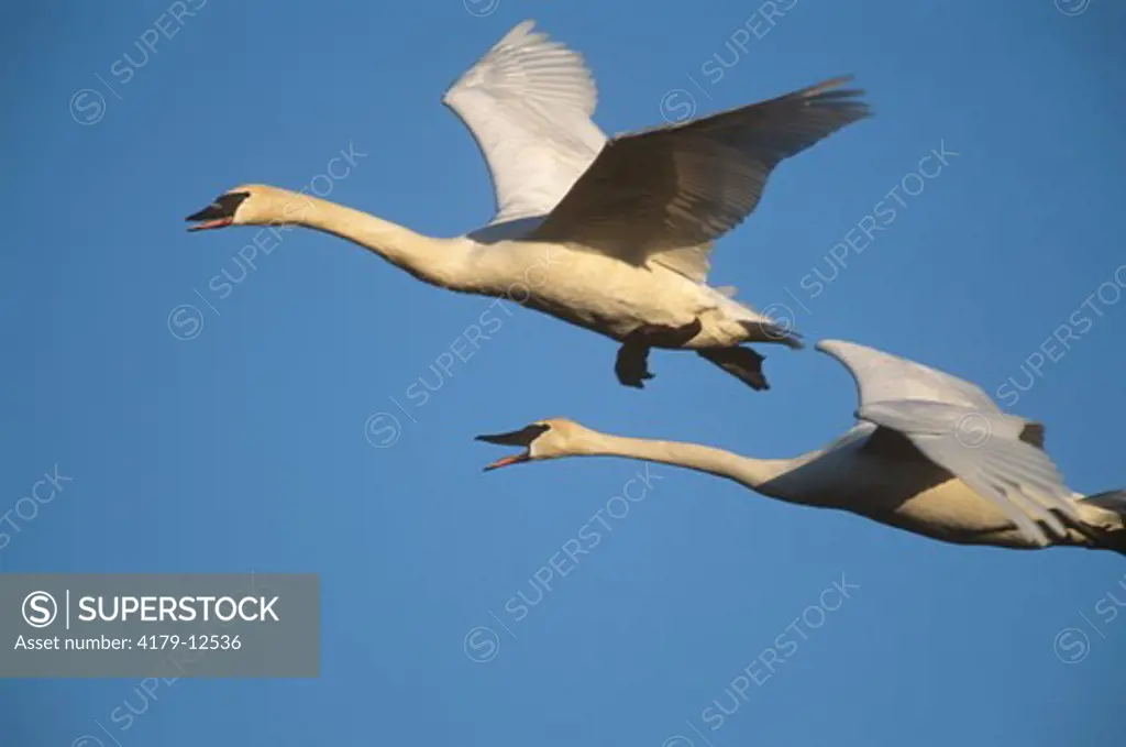Trumpeter Swans quarreling in Flight (Cygnus buccinator), Wright Co., MN