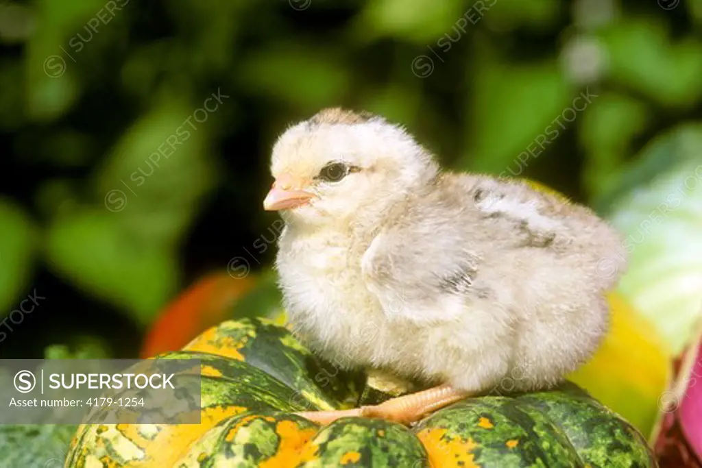 Baby Chicken (Chick)