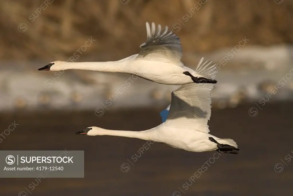 Trumpeter Swans in flight (Cygnus buccinator).  Mississippi River, Wright county, Minnesota
