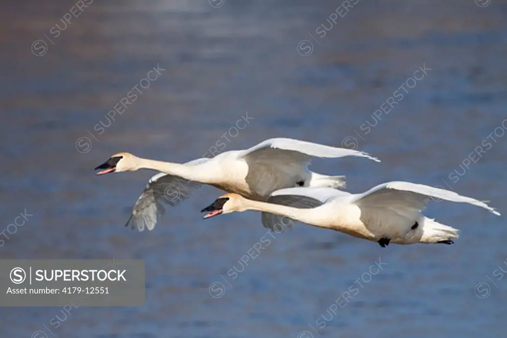 Trumpeter Swans (Cygnus buccinator) in flight; rusty stains on plumage are from ironoxide in water; over Mississippi River; Minnesota; USA
