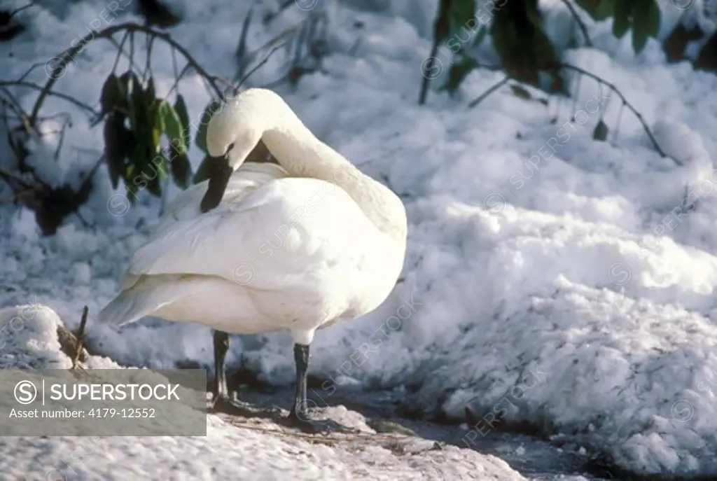 Whistling Swan aka Tundra Swan (Olor columbianus) Juneau, AK