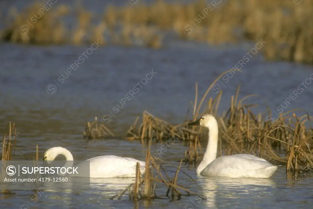 Pair of Tundra Swans, migrating (Cygnus columbianus), Nov., WI