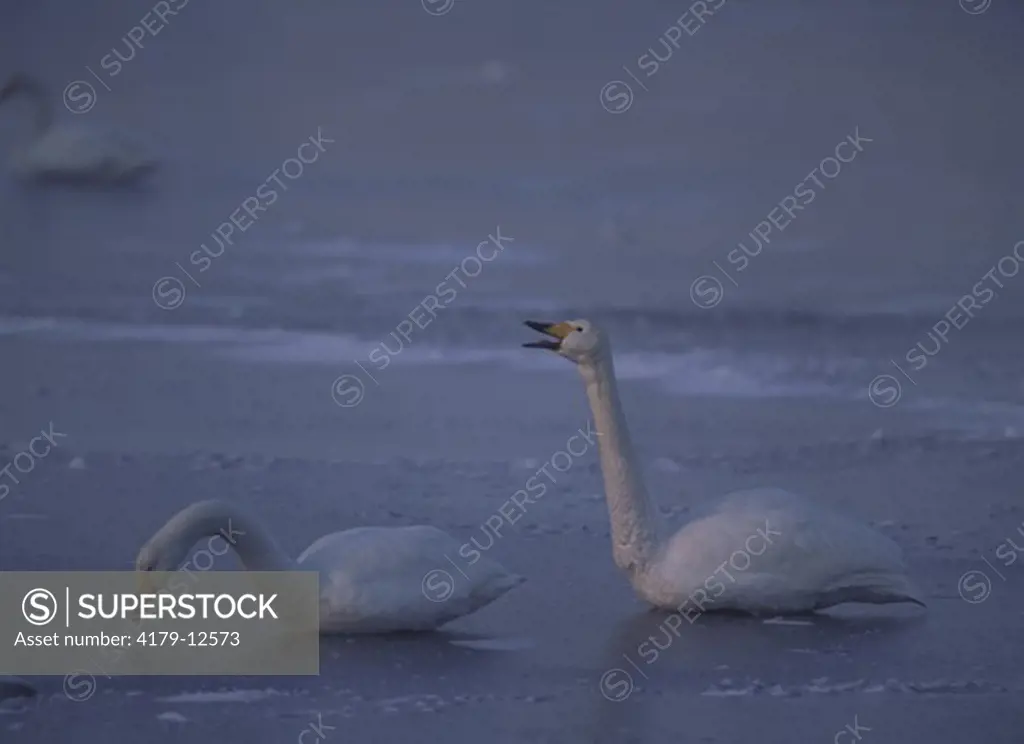 Whooper Swans, one calling, (C. cygnus) Lake Kussharo-ko, Hokkaido, Japan