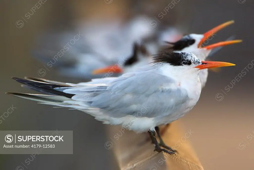 Elegant Tern (Thalasseus Sterna elegans) Orange County, California