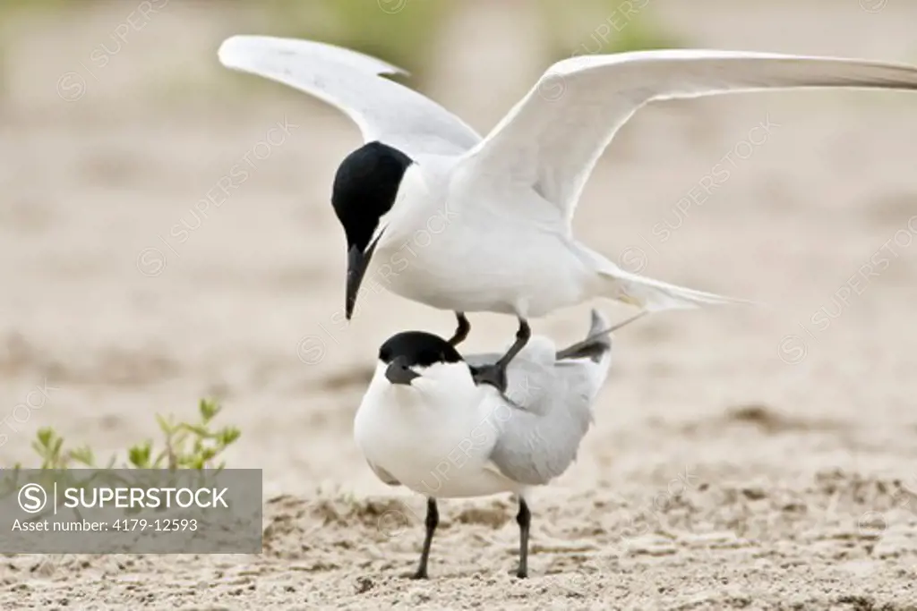 Gull-billed Terns in courtship (Sterna nilotica) Welder Flats, Texas