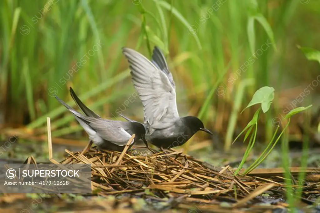 Black Tern Pair at Nest (Chlidonias niger) Lakeview WMA, New York