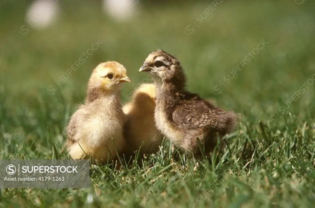 Baby Chicks in Grass (Gallus gallus dmestica)