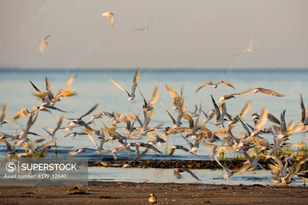Common Terns (Sterna hirundo) in flight in Old Lyme, Connecticut.  The Nature Conservancy's Griswold Point Preserve at the mouth of the Connecticut River.  Long Island Sound.