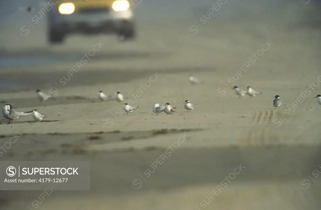 Roosting Least Terns with 4x4 approaching on Coquina Beach, Outer Banks, NC, North Carolina