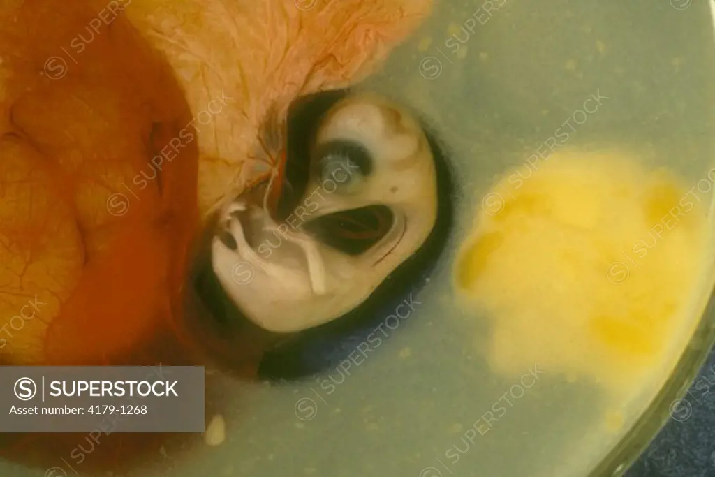 Chick Embryo: Approximately 11 days in Amniotic Sac, Yolk Stalk Visible