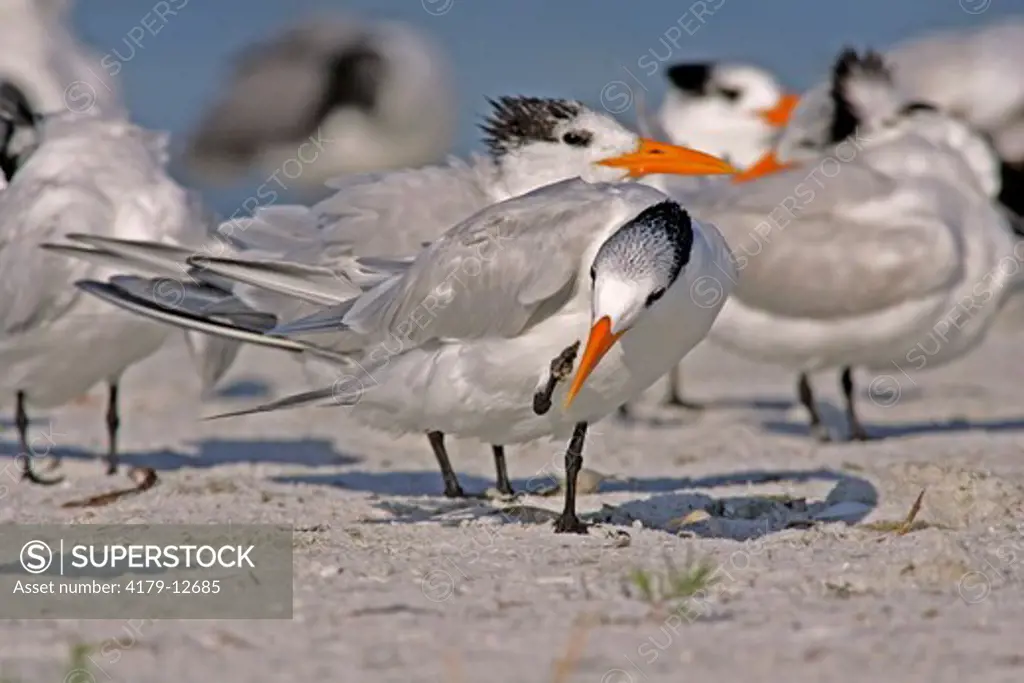 Royal Terns (Sterna maxima) in winter plumage loafing.  Fort DeSoto State Park, FL