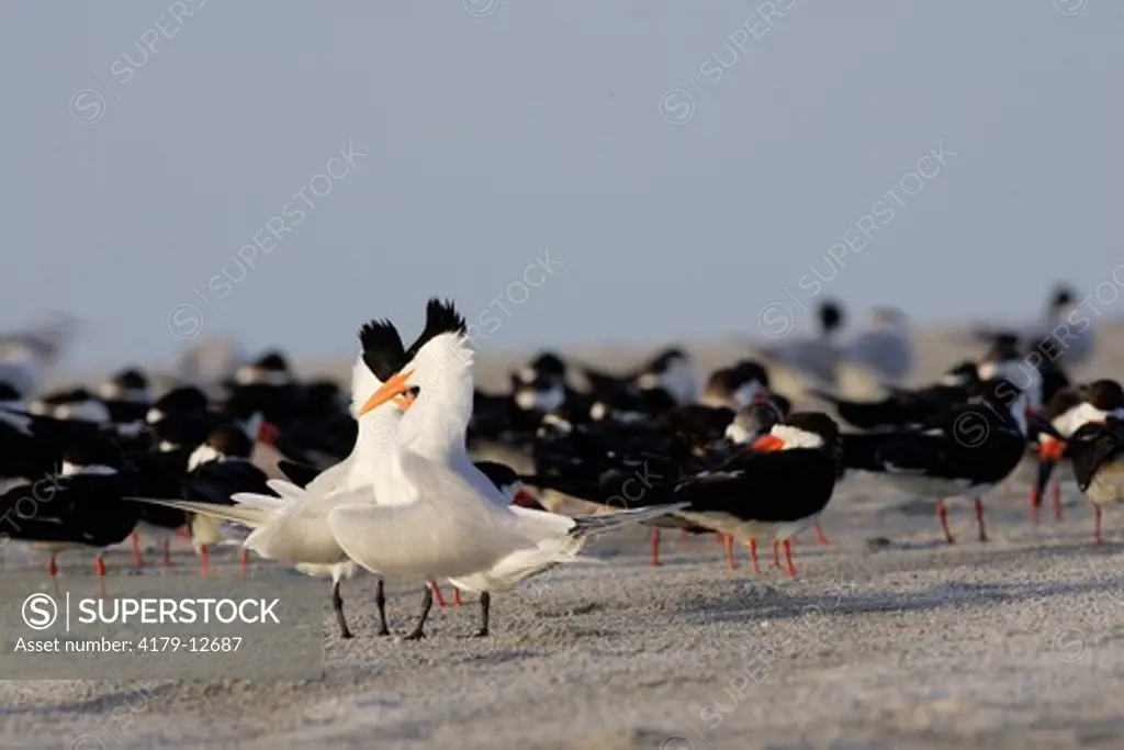 Two male Royal terns (Sterna maxima) showing agression in front of a flock of black skimmers South Lido Beach, Florida