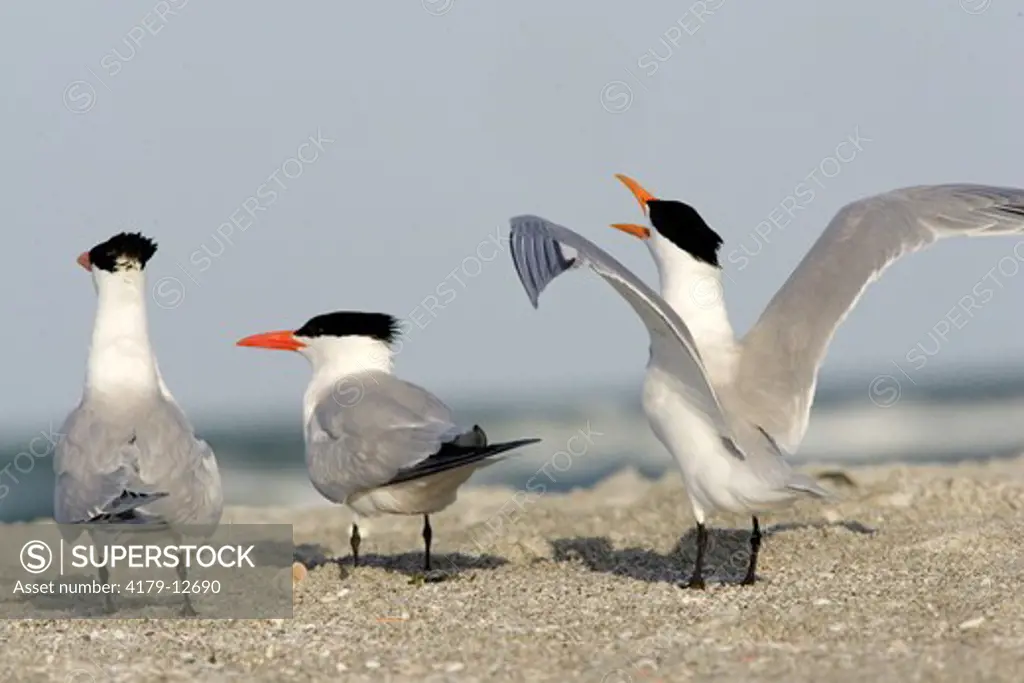 Royal Terns (Sterna maxima) on beach South Lido Beach, Florida